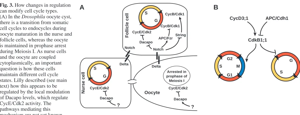 Fig. 3. How changes in regulationcan modify cell cycle types.