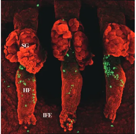 Fig. 1. Localisation of DNA label-retaining cells in three whole-mount preparations of a mouse tail epidermis