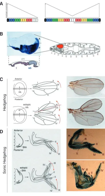 Fig. 1. Mirror image duplication canbe induced by an ectopic source of