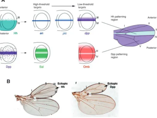 Fig. 2. The wing is patterned by two morphogens, Hh and Decapentaplegic (Dpp). (A) Hh produced in the posterior (P) compartment generatesrespectively, and patterns the wing beyond the central domain