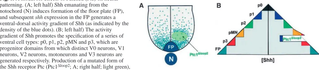 Fig. 5. Wg and its target genes. (A-D) Wg (A; shown in green) is produced along the DV border and induces the expression of target genes,respectively