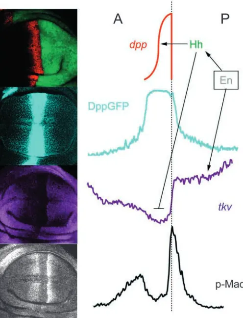 Fig. 7. Ligand and activity gradient of Dpp. Confocal microscopyimages (left) and schematic drawings (right) of the part of the wingimaginal disc that gives rise to the adult wing