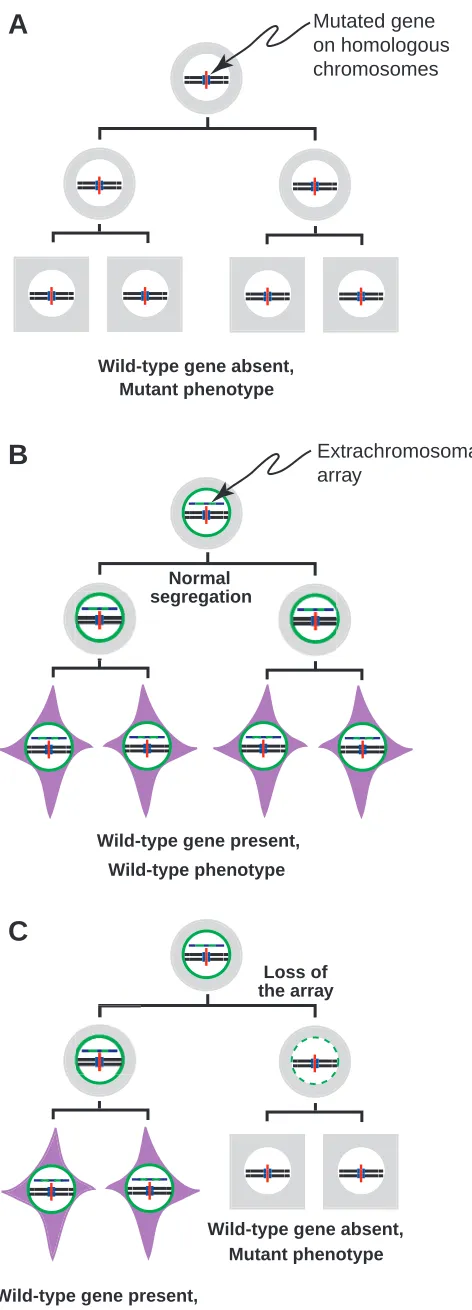 Fig. 2. An example of mosaic analysis and cell autonomy. (A) Inworms that are homozygous for the mutation of the blue genementioned in Fig