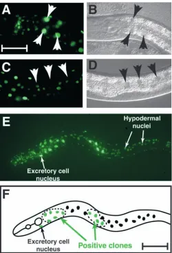Fig. 4. Expression of sur-5::gfp in nuclei. (A) Fluorescent image of anon-mosaic worm