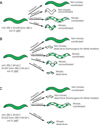 Fig. 6. Using unc-36 to identify speciﬁc classesof mosaics. (A) The phenotypes of the progenyof unc-36(–); Ex100[unc-36(+) sur-5::gfp]hermaphrodites, as shown in Fig