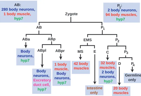 Fig. 7. The embryonic progenitors of several cell types in atype, and C gives rise only to two neurons, 32 body musclesand nuclei that form part of hyp7, a large syncytium thatforms most of the hypodermis, or skin, of the animal.Additional cell types deriv
