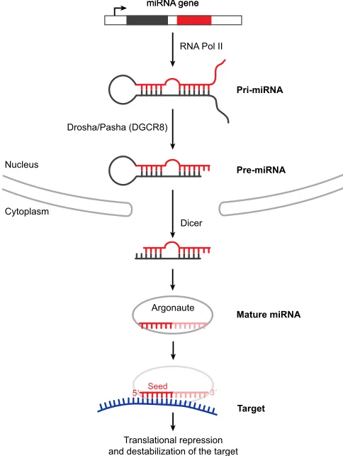 Fig. 1. An overview of miRNA biogenesis and effector pathways. Thetranscription of a primary miRNA (pri-miRNA) by RNA polymerase II isfollowed by its processing by Drosha in complex with Pasha/DGCR8, into aprecursor hairpin (pre-miRNA); these steps occur i