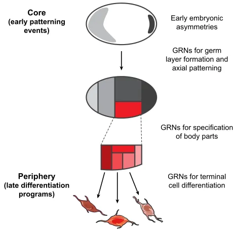 Fig. 2. Hierarchical organization of the gene regulatory networks thatcontrol embryonic development.embryogenesis and place the appropriate progenitors in the right place at theright time