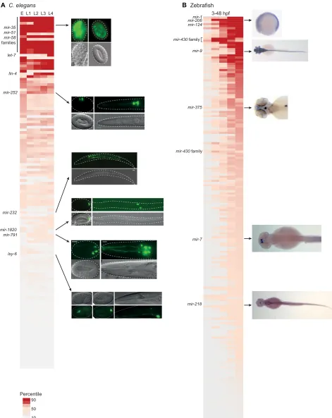 Fig. 3. The abundance and expression of miRNAs. (A)Hobert, 2012a. TheC. elegans. C. elegans miRNA sequencing data ranked by the maximal expression at any developmental stage.miRNAs were sequenced from whole embryos (E) or larvae (L1 to L4)
