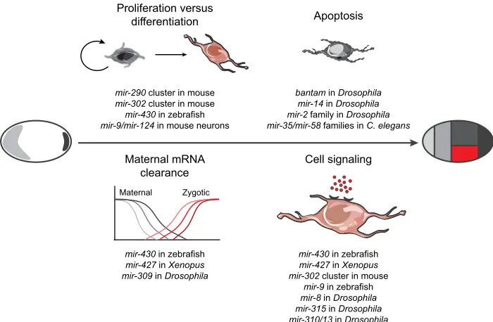 Fig. 4. Core cell and developmental