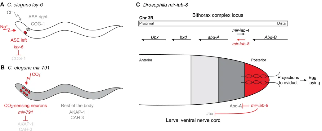 Fig. 5. Examples of miRNAs that perform cell-specific or cell-restricted functions. miRNAs specifically expressed in a restricted domain of an organism are