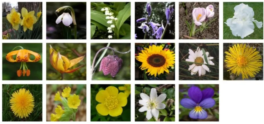 Figure 12. Example images from the Oxford Flowers dataset, one per category. 