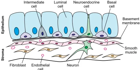 Fig. 3. Differentiated cell types in the prostate. Schematic of cell types in theadult prostate