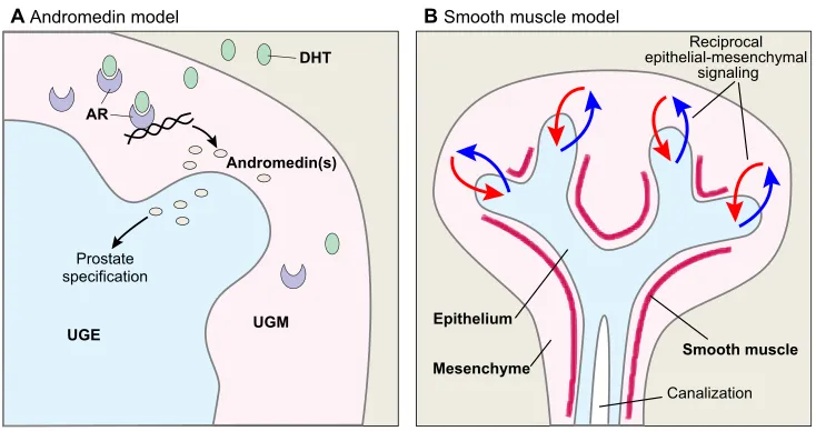 Fig. 4. Models of prostate bud induction.