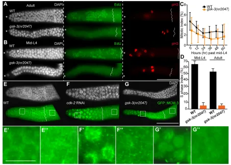 Fig. 3. gsk-3EdU incorporation in wild-type (adult) andGFP::MCM-3 is localized to the nucleus in regulates entry into and progression through S phase in GSCs