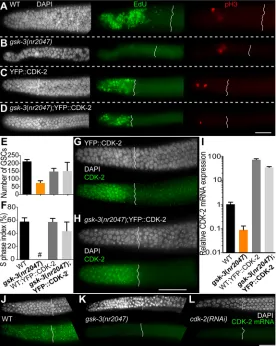 Fig. 4. CDK-2 transgenic expression via a germline promoterrescues the gsk-3 germline stem cell proliferation defect.Dissected germlines displaying the DTC on the left (asterisks)