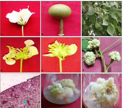 FIG. 1: (A) NORMAL FLOWER, (B-C) NORMAL FRUIT, (D-E) YOUNG GALL, (F) MATURE GALL, (G) GALL I 