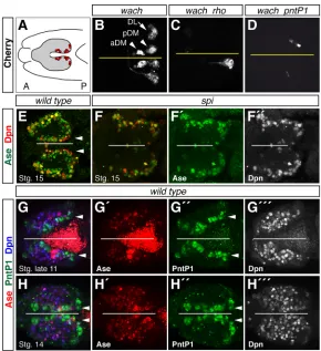 Fig. 2. Specification of type II NBs requires activation of theEGFR pathway.expression in stage 16 (A) Diagram of the positions of the three clustersof Cherry+ type II NBs in a stage 16 wach embryo