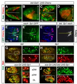 Fig. 4. buttonheadviews. (E-E(A-D) Expression of Ase (green) and Cherry (red) in stage 11 (A,B) and stage12 (C,D)stage 15Sp1; wachDpn (red) expression in and Sp1 are required to specify type II NBs