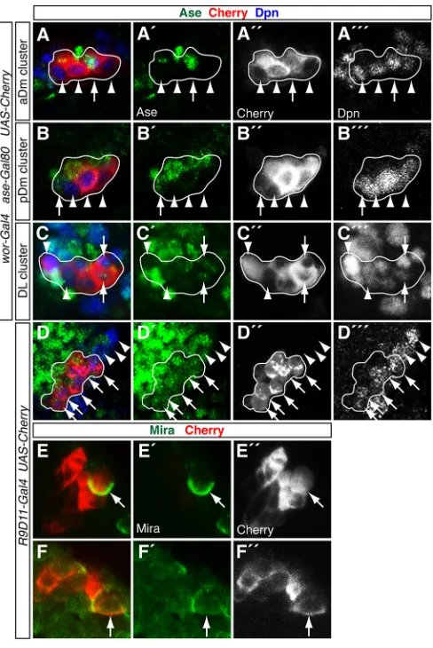 Fig. 5. Type II neuroblasts generate INPs during embryonic development.(A-DMira (green) in Cherry clusters fromarrows indicate the asymmetric Mira distribution in the cortex of INPs