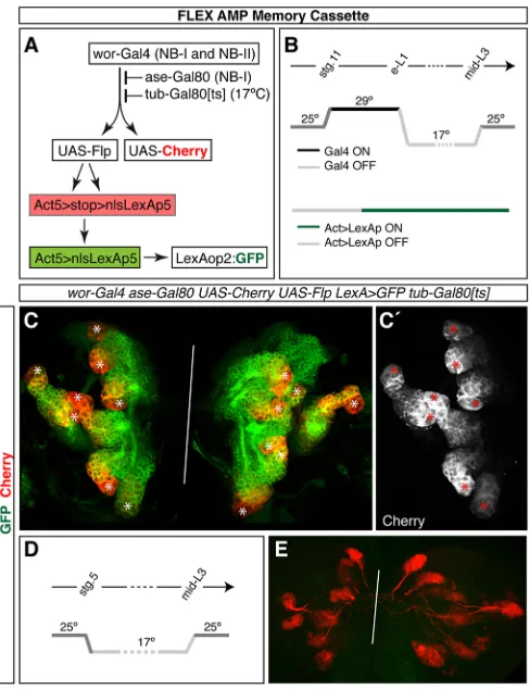Fig. 7. Embryonic and larval type II NBs are the same. (A) The logic of theand the FLEXAMP cassette (green line) are active are indicated