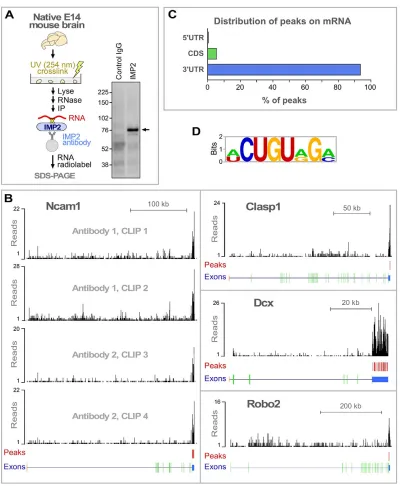 Fig. 2. HITS-CLIP identification of RNAs that interact with IMP2. (A) IMP2 HITS-CLIP. After UV-crosslinking protein-RNA complexes in native E14 mousebrain tissue, radiolabeled RNAs were co-immunoprecipitated with IMP2