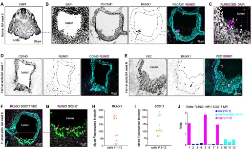 Fig. 1. Immunofluorescence of human hemogenic endothelium. (A) GA week 6. DAPI-stained transverse section with dorsal aorta indicated