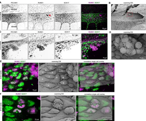 Fig. 3. Correlative microscopy of aortic endothelium. (A) E10.5 aorta. RUNX1 (magenta) identifies a large cell cluster (arrowhead), SOX17 in green