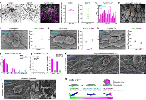 Fig. 4. Single-cell analysis of endothelial-to-hematopoietic transition. (A) E11.5 aorta