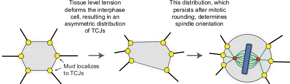 Fig. 3. The role of tricellular junctions during spindleorientation.