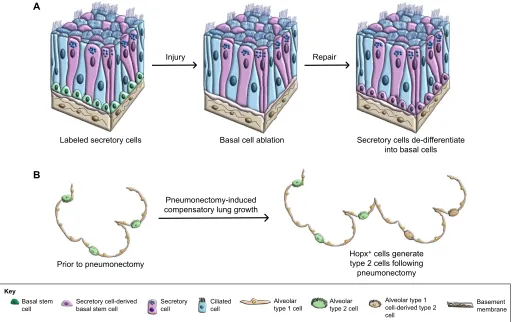 Fig. 3. Injury-induced lineage plasticity of differentiated cells. (A) In the airways, following ablation of the basal cell population (green), lineage-labeledsecretory cells (purple) undergo de-differentiation into basal cells, thereby repopulating the st