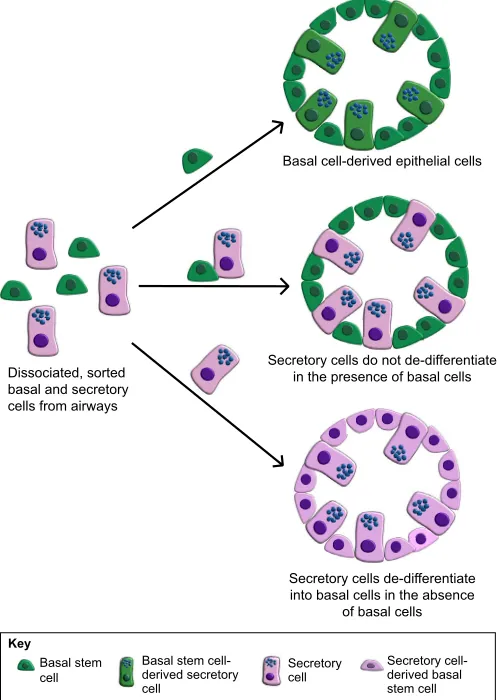 Fig. 4. Intercellular communication restricts lineage plasticity in theairway. Schematic of the role of cell-cell communication between parent anddaughter cells, and its effect on daughter cell plasticity as demonstrated in exvivo organoid assays