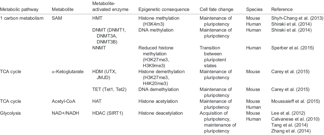 Table 1. Different metabolites affect epigenetic enzymes, epigenetic marks and cell fate change in pluripotent stem cells