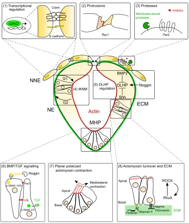 Fig. 3. Schematic representation of key neural tube closure regulatory mechanisms. A number of mechanisms involved in neural tube closure (NTC) are