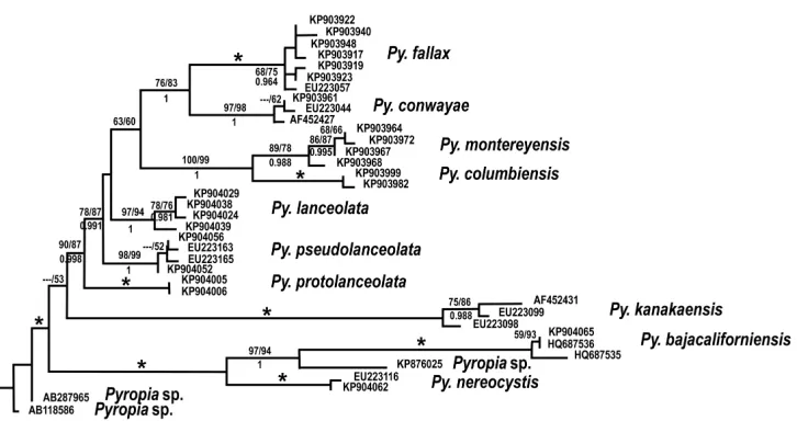 Figure 1. Maximum likelihood tree of the Py. lanceolata complex and close relatives. An asterisk indicates 100% bootstrap support in (left to right) maximum parsimony (nreps=10000) and maximum likelihood (nreps=1000), above the line, and a Bayesian probabi