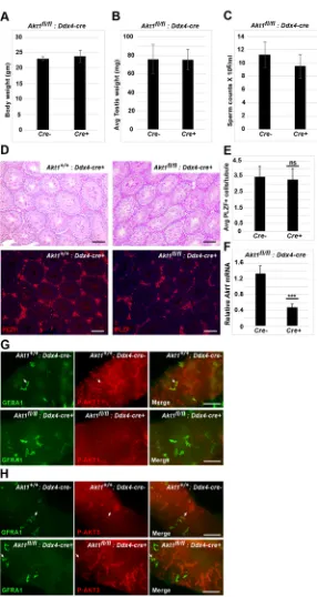 Fig. 7. Effect of germ cell-specific deletion of Akt1(***by qRT-PCR. (G) Absence of P-AKT1 staining in the mutant germcells