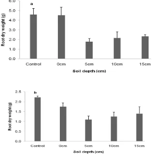 Fig. 4 Effects of O. crenata seed placement in soil on faba bean shoot dry weight. (a season 2007/2008 and b season 2008/2009)