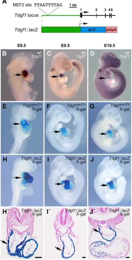 Fig. 3. MEF2C is required for Tdgf1strong pattern of X-gal staining, such as in the embryo shown in F