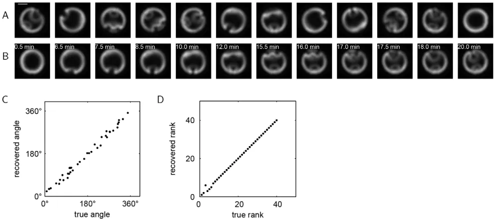 Fig. 3B shows the images from Fig. 3A now registered and ordered;We used vector diffusion maps to register and order the images.the real time for each frame is also indicated