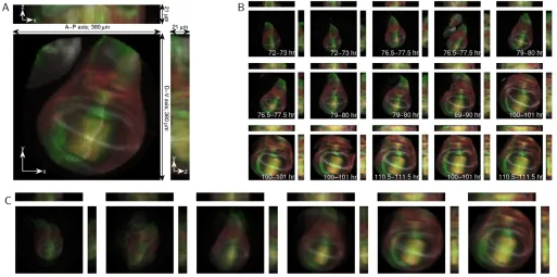Fig. 5. Analysis of images of fixed Drosophila(C) A representative developmental trajectory obtained from local averaging of the entire set of registered and ordered images (see smooth trajectories fromregistered and ordered images in the supplementary mat