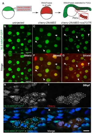 Fig. 3. MS2-tagged nanos3the cytoplasm of PGCs.imaging of 3′UTR is detected by MCP-GFP in (A) Schematic depicting injection and cherry-24xMBS-nanos3 3′UTR RNA