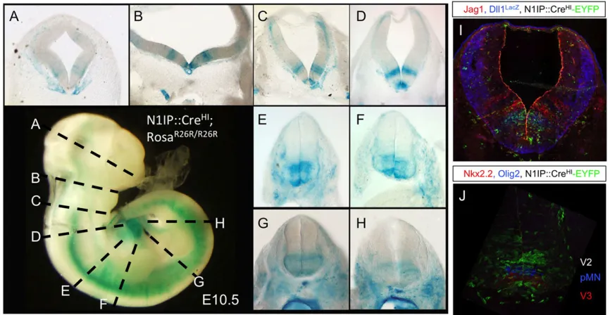 Fig. 6. Notch1-Cre activity in the developing CNS and neural tube defines a subset of neurons