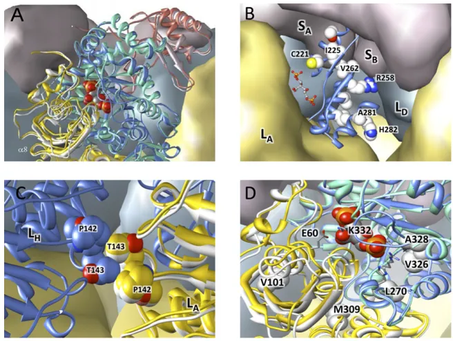 Fig. S3.Structural contexts of positively selected sites. On binding RBP and COthe C-terminal domain of the other subunit undergoes a small rotation that results in a more compact structure for the dimer