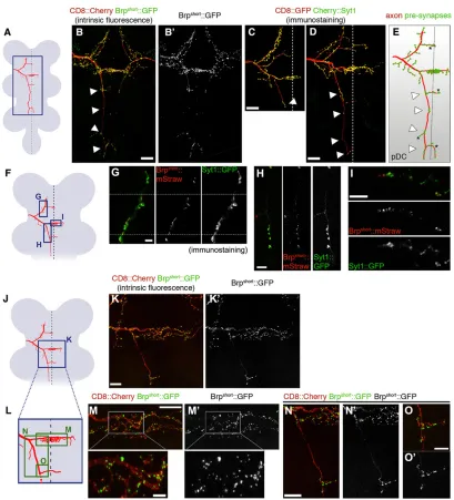 Fig. 2. Visualization of individual presynapses in single ms neurons. (A,F,J) Schematics of the VNC (gray) depicting a DC neuron (red) and the regionsBrpdiscrete small puncta in the size range of single active zones of NMJs (Kittel et al., 2006) and larger