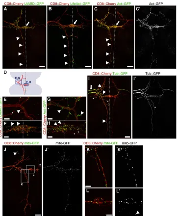 Fig. 3. Localization of cytoskeletal and mitochondrial markers in ms neurons. All markers were expressed from UAS constructs, using thesetup (Fig