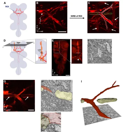 Fig. 4. A highly efficient 3D CLEM approach for the (A) Schematic illustrating the location of the first main branch point of ms neurons
