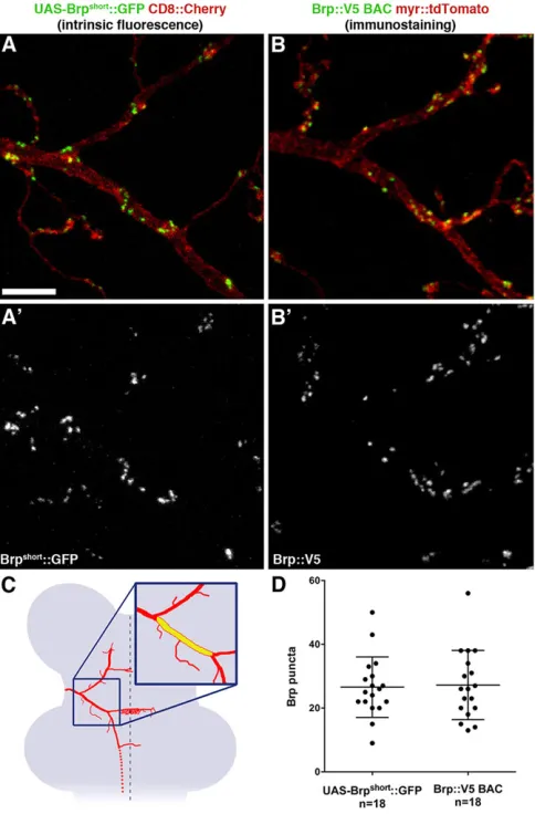 Fig. 6. UAS-based Brpshortexpressed from UAS and BAC constructs, respectively (expressed from a UAS construct using the::GFP and BAC-based Brp::V5 areindistinguishable in DC neurons