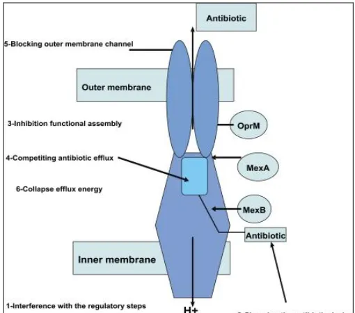FIG. 1: THE INHIBITION OF EFFLUX PUMPS CAN  BE ACHIEVED BY DIFFERENT MECHANISMS 