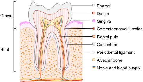 Fig. 1. Schematic of a molar. The crown portion of the tooth is covered withenamel, whereas the root surface is covered with cementum; the junctionbetween these components is referred to as the cementoenamel junction
