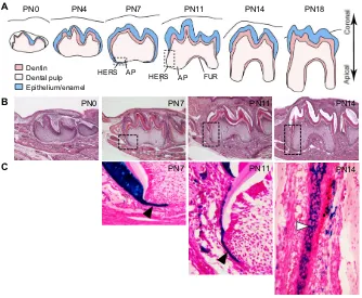 Fig. 2. Tooth root development in mice.